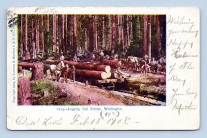 Logging Tall Timber Lumber Camp Washington State WA UDB Postcard Q8