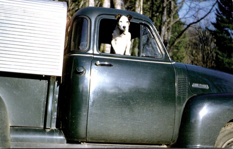 Humour Dog Looking Out Of Truck Window Let's Go Huntin'