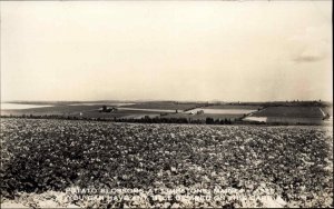 Limestone ME Potato Blossoms Farm Farming Real Photo Vintage Postcard