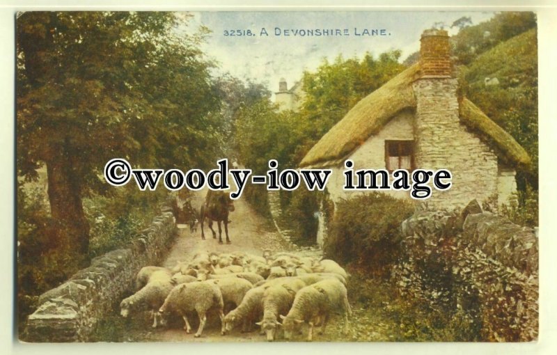 tp0522 - Devon - Sheep being Herded across a Devonshire Lane c1912 - postcard