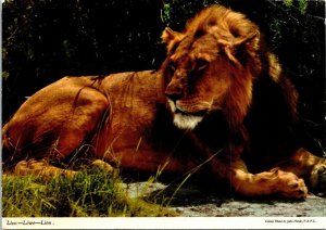 VINTAGE CONTINENTAL SIZE POSTCARD MALE AFRICAN LION KENYA 1977 [soft corner]