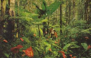 Hawaii Red Anthurium Giant Tree Ferns and Wild Bananas 1966