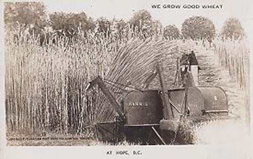 We Grow Good Wheat At Hope BC Canada Canadian Farming Real Photo Postcard