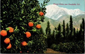 Vtg 1910s Orange Groves Near Snowfields Mountains California CA Postcard