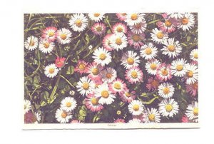 Daisies, Swiss Flower Series,