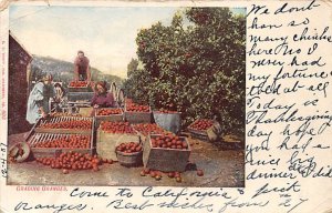 Granding Oranges Fruit Assorted 1907 writing on front