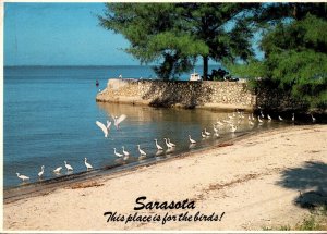 Florida Sarasota Snowy Egrets On Sarasota Bay 1984