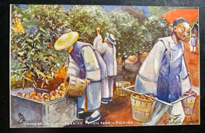 Mint Picture Postcard Chinese On A Californian Peach Farm Picking China