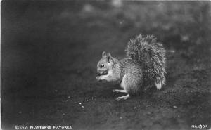 C-1910 Squirrel Pillsbury Picture RPPC Photo Postcard 4004