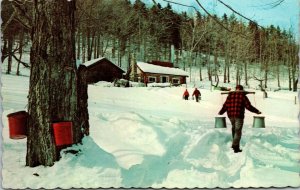 Vtg Maple Sugar Time In New England Carrying Sap Chrome Postcard