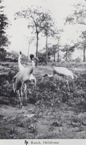 Oklahoma Bartlesville FP Ranch Cranes Real Photo