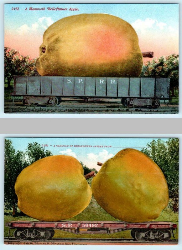 2 Exaggeration Postcards CARLOAD of BELLEFLOWER APPLES 1910 Mitchell