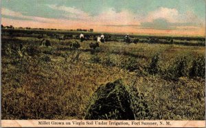 Millet Grown on Irrigated Soil Fort Sumner NM Vintage Postcard T52