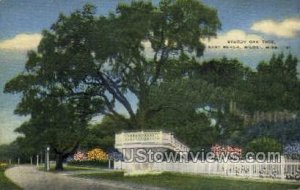 Sturdy Oak Tree East Beach in Biloxi, Mississippi