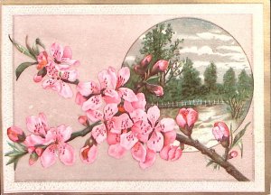 c1880 DOGWOOD SCENIC VIEW BRIGE STREAM EMBOSSED VICTORIAN TRADE CARD Z195