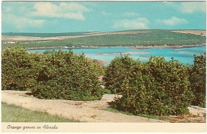 Orange Groves, Florida, Vintage Chrome Postcard