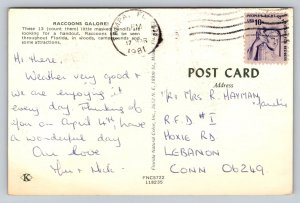 1981  Raccoons  Postcard