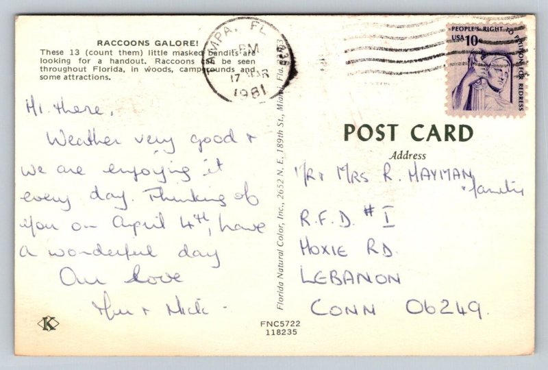1981  Raccoons  Postcard
