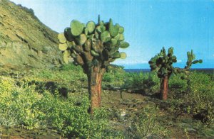 Galapagos Islands Ecuador Prickly Pear Cactus Bartholomew Island Postcard