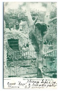 1906 Bear Climbing Tree at Lincoln Park Chicago IL Postcard