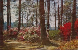 Virginia Flame and Vitatae Fortunei Azaleas At Norfolk Azalea Gardens