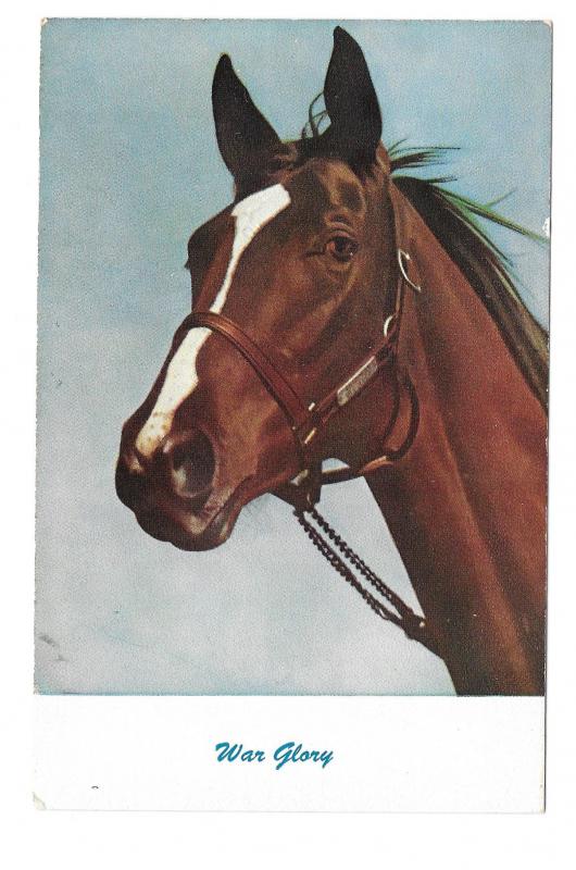Thoroughbred Race Horses War Glory Chaquita Ramona Firefly 3 Vintage Postcards