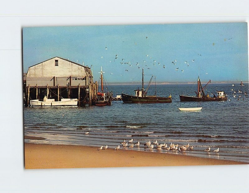 Postcard Gulls, Boats, Town Wharf Cape Cod Massachusetts USA