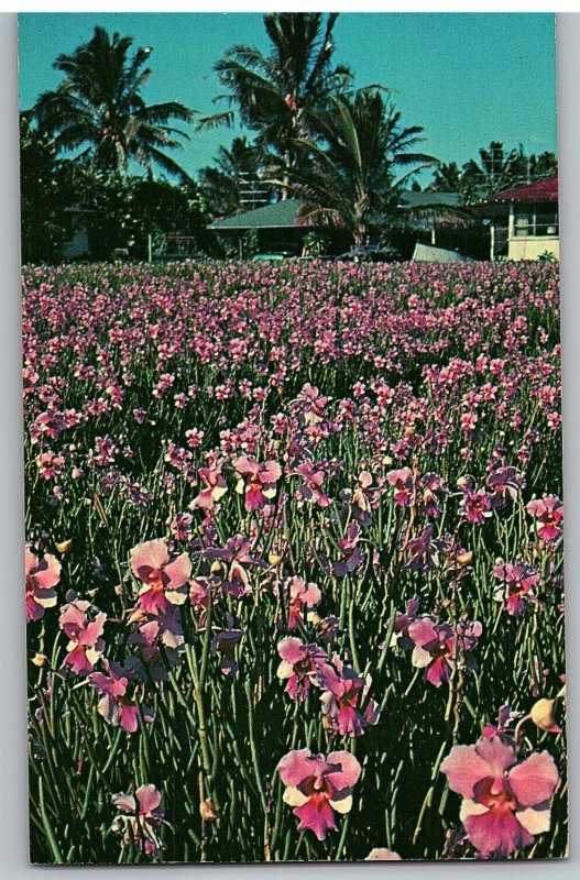 Vanda Orchids Growing in Fields Used for Leis Hawaii Postcard