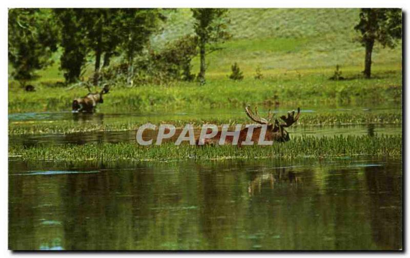 Postcard Modern Fairview Canada Alberta Bull moose