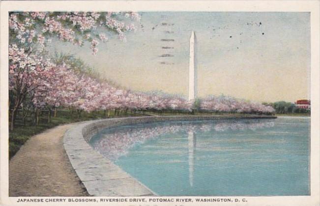 Washington D C Cherry Blossoms Riverside Drive Potomac River 1927