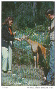 Hand feeding a deer , ST FELICIEN , Quebec, Canada , PU-1959