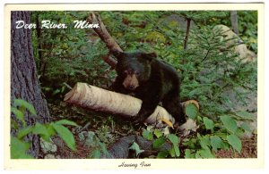 Having Fun, Black Bear Cub, Deer River, Minnesota