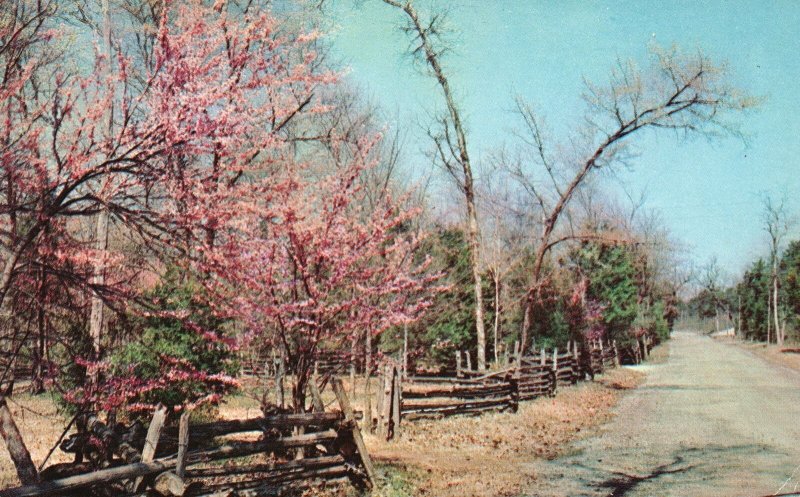 Vintage Postcard Red Cedars Largest Forest State Park Popular Lebanon Tennessee