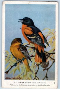 Allan Brooks Signed Artist Postcard Baltimore Oriole Male And Female Birds