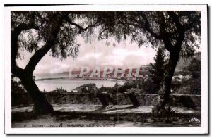 Old Postcard Menton through the olive trees