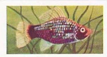 Mitchum Foods Vintage Trade Card Aquarium Fish 1957 2nd Series No 46 Black Sp...