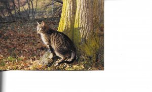 Cat in the wild Mopdern Spanish photo postcard 1970s