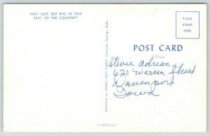 Colorado~Exaggerated Grasshoppers Strung Up on Long Pole~Hunters~1950s Postcard