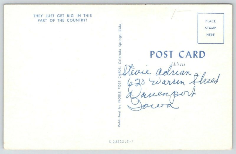 Colorado~Exaggerated Grasshoppers Strung Up on Long Pole~Hunters~1950s Postcard