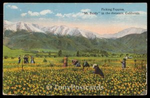 Picking Poppies - Mt. Baldy in the distance