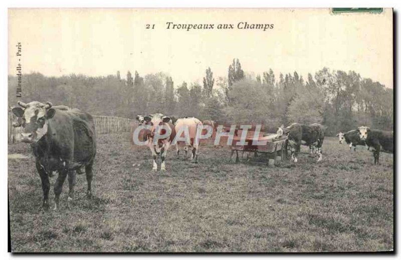 Old Postcard Folklore flocks in the fields Cows