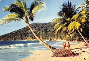 BG14285 plage des caraibes  caribbean islands gudeloupe