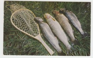 P2519, 1961 postcard fishing, nice catch western trout