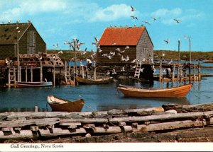 Canada Nova Scotia Gulls Greeting Returning Fishing Boats