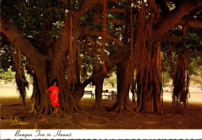 Giant Banyan Tree Planted 1873 At Lahaina Maui Hawaii