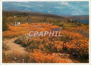 Postcard Modern Flowers Mild Veldblomme