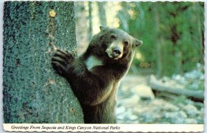 Postcard - Black Bear, Greetings From Sequoia and Kings Canyon Nat'l Park - CA