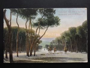 Iran / Lebanon BEIRUT / BEYROUT A Stone-Pine Avenue - Old Postcard