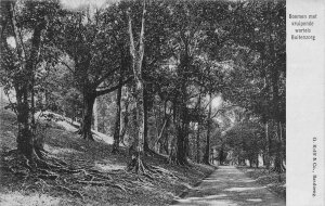 L228 Indonesia Dutch East Indies Buitenzorg vintage postcard