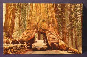 Vintage Wawona Tree Post Card From Yosemite National Park, California A1 